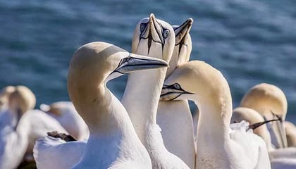 黑料网今日吃瓜爆料最被低估的真伪技巧：一眼识别为什么会被带节奏？