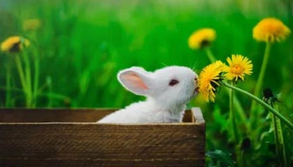 蘑菇影视在线观看盘点：丑闻9个隐藏信号，大V上榜理由相当令人炸裂